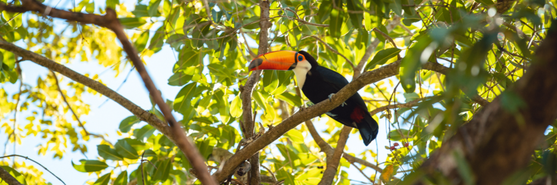 Turismo no Cerrado: conheça um dos maiores ecossistemas do Brasil