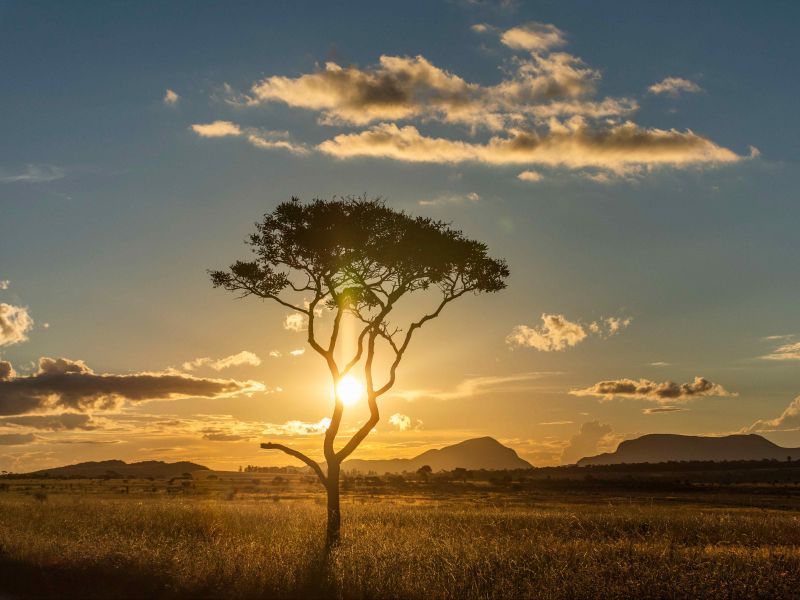 Paisagem do cerrado goiano, com uma árvore em primeiro plano e o pôr do sol ao fundo