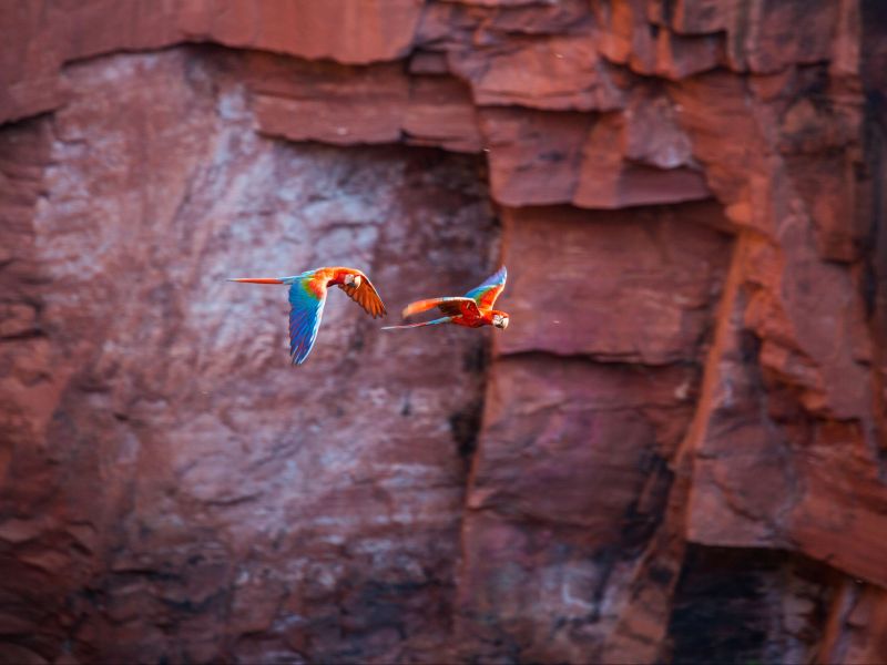 araras coloridas voando uma ao lado da outra e um paredão de pedra ao fundo