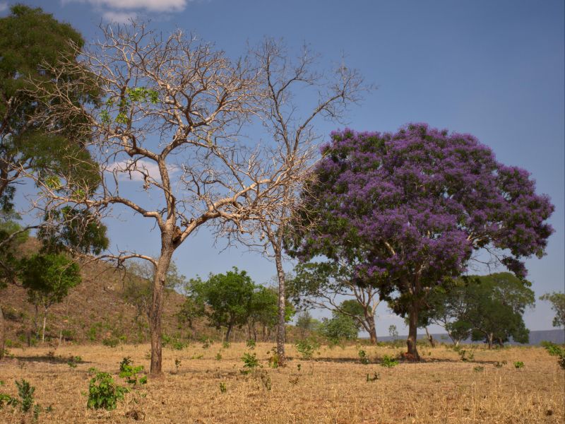 Cerrado goiano com vegetação rasteira e a mistura entre árvores secas com outras espécies coloridas