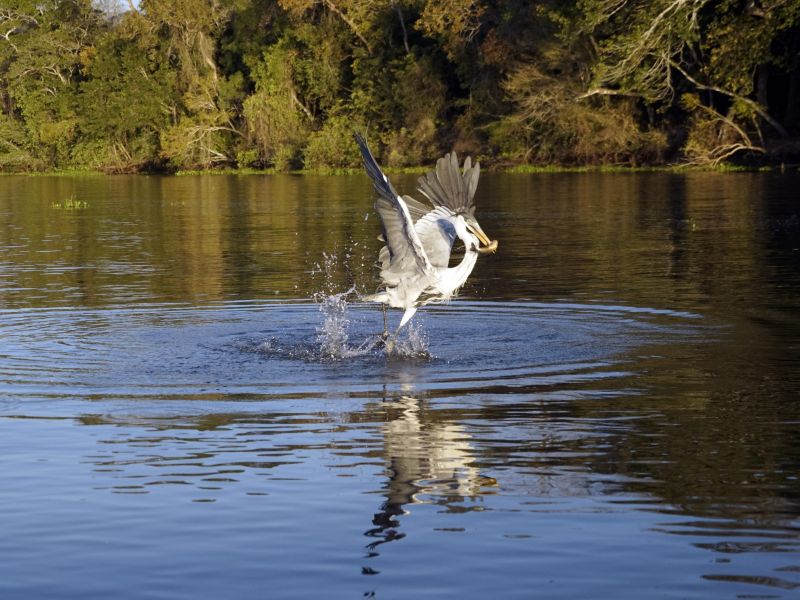 Garça levantando voo no centro de um dos lagos do Parque Nacional das Emas