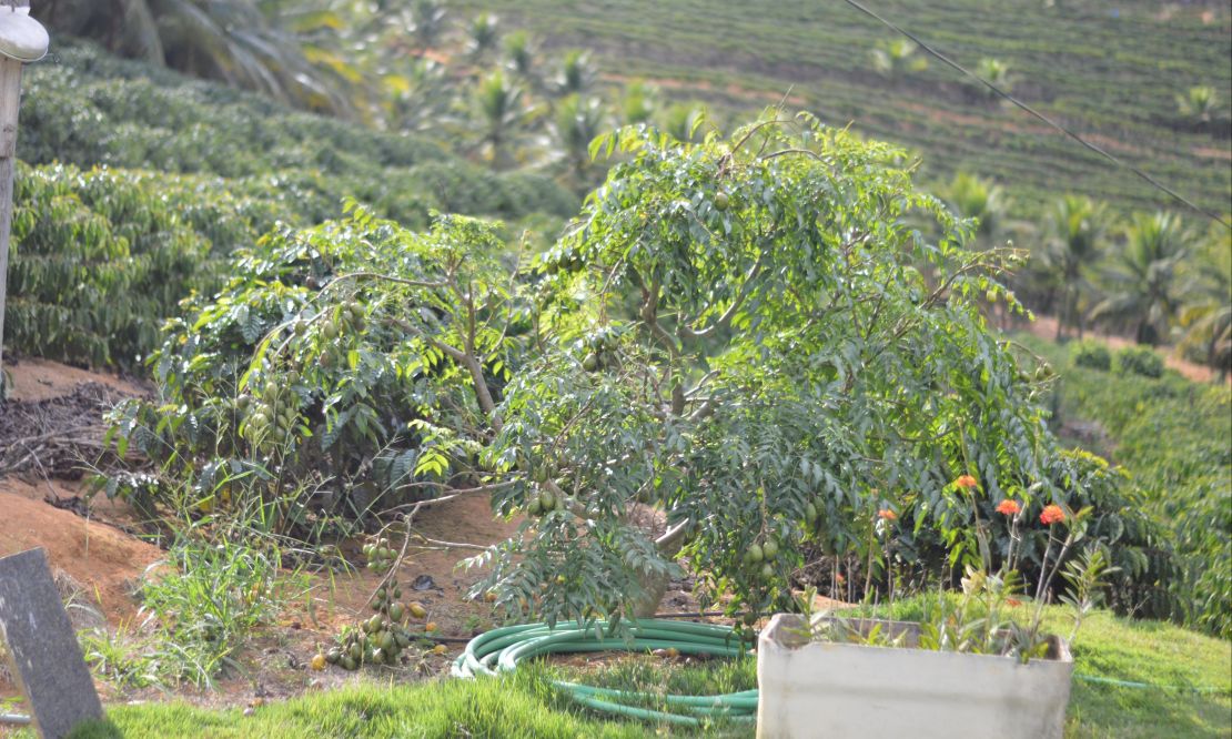 Frutas do Cerrado: conheça os sabores únicos de Goiás