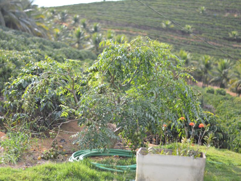 Plantação de cajá manga no cerrado goiano