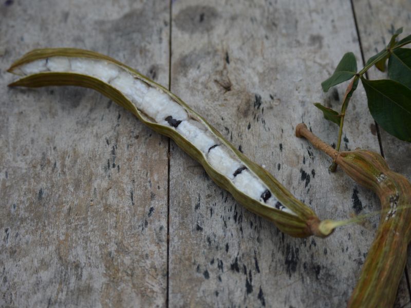 Fruto do Ingá em uma fava aberta sobre uma mesa de madeira