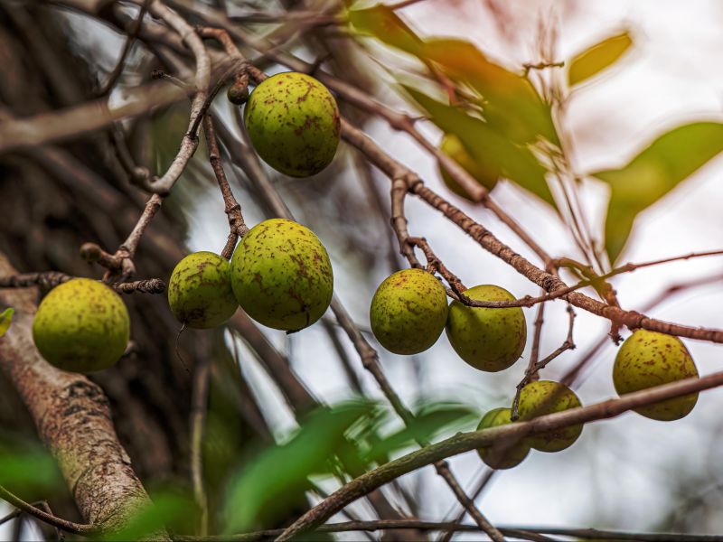 Frutos de Jatobá na árvore