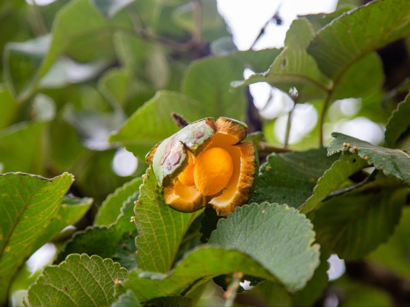 Flor e fruto do pequi preso na árvore 