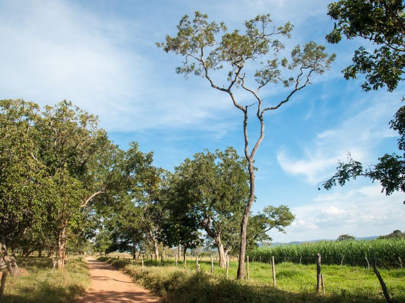 Estrada de chão no cerrado goiano, com árvores e campos verdes