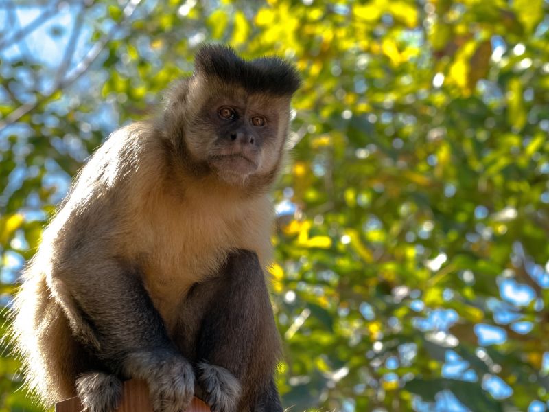 Macaco Capuchim amarelo em uma árvore no Parque Estadual da Serra de Caldas Novas 